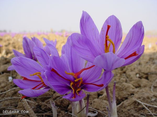 فواید روغن زعفران