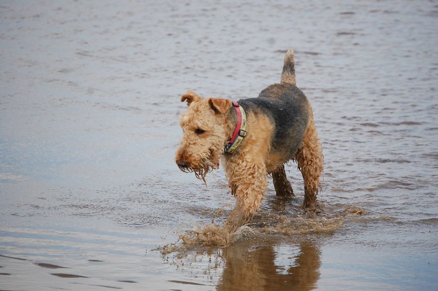 معرفی سگ آیردل تریر (Airedale Terrier) از نژاد تریر