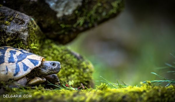 هزینه نگهداری و شرایط نگهداری از لاکپشت در خانه به عنوان حیوان خانگی