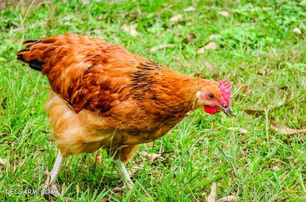 انواع تولک بردن مرغ و اهمیت آن