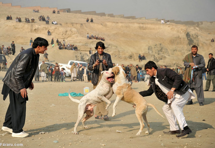 عکس سگ جنگی افغان