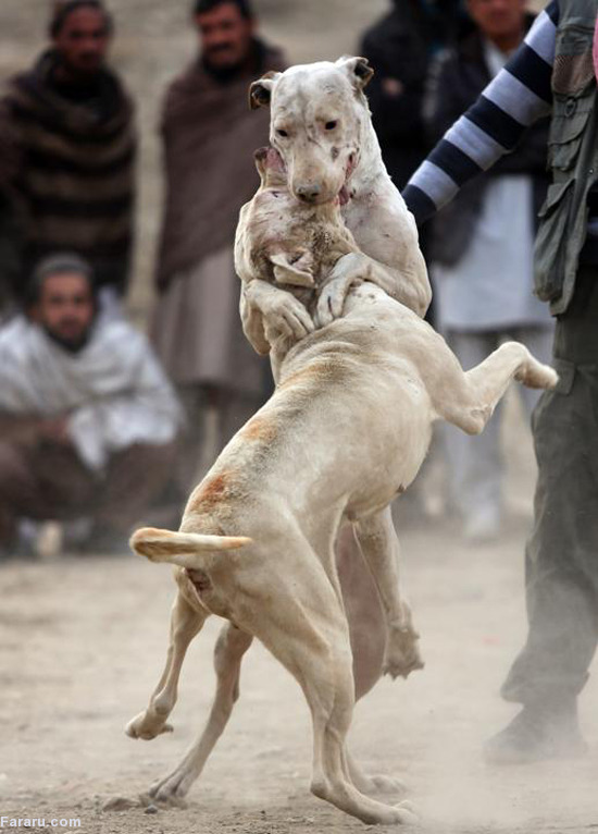 عکس سگ افغان اصیل