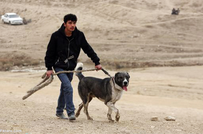 عکس سگ افغانی وحشی