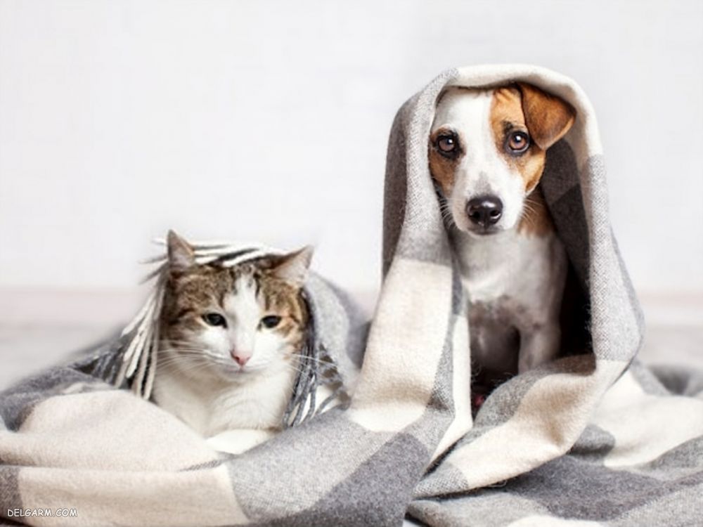 توکسوپلاسموز در سگ و گربه