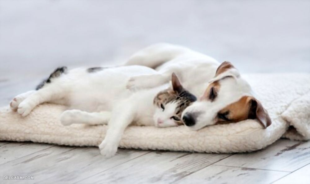 داروی درمانی توکسوپلاسموز در سگ و گربه را می شناسید