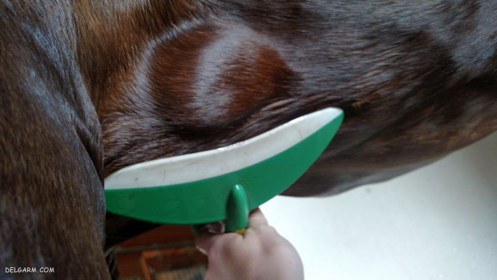 بیماری پوستی هماتوم در اسب و نحوه درمان