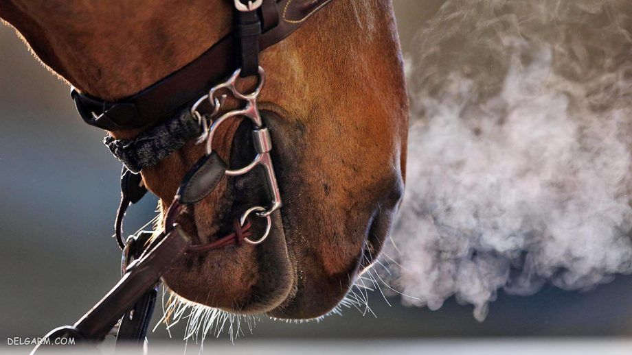 copd horses، انسداد ریوی مزمن در اسب ، آیا می دانید چگونه درمان می شود؟
