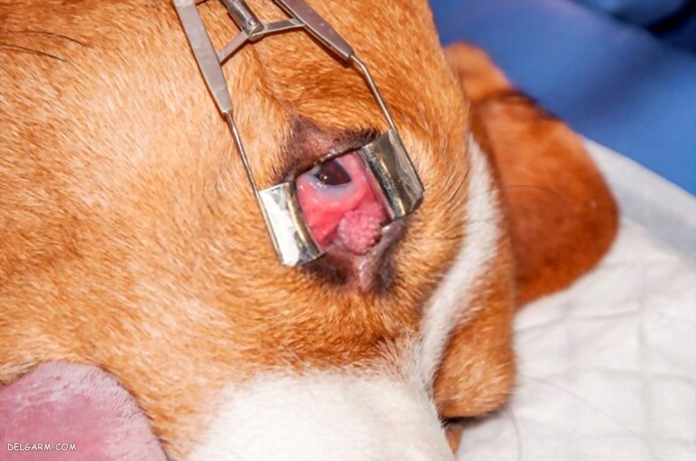 درمان و علائم تومور چشم سگ
