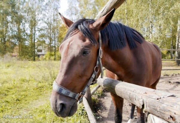 درمان کم خونی اسب، کم خونی عفونی اسب، 