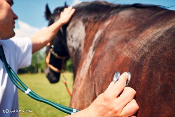 درمان تورم گره های لنفاوی در اسب