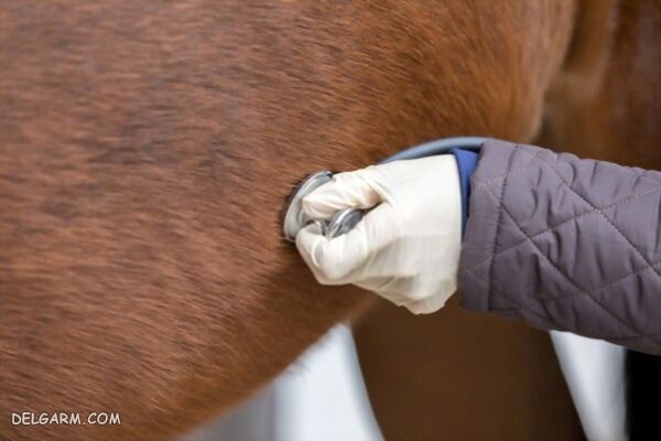 بیماری مرمر قلبی و آریتمی در اسب چیست و چگونه می توان آن را درمان کرد