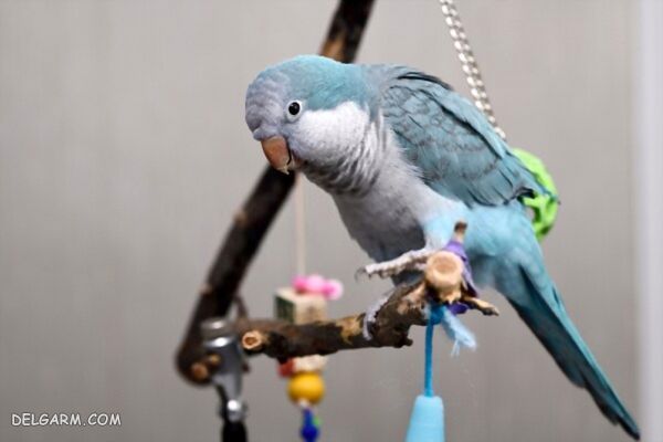 چگونه از حساسیت طوطی برای ترسیدن اقدام کنیم، آیا می شود بدون اینکه طوطیم بترسه و خودشو اینور اونور بکوبه دستیش کنم؟
