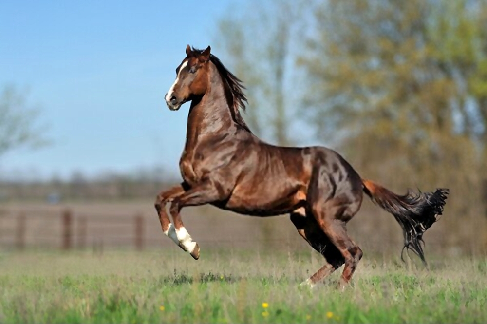 معرفی اسب مسابقه ای نژاد تروبرد (Thoroughbred)