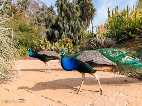 عکس و فیلم روش جفت گیری طاووس