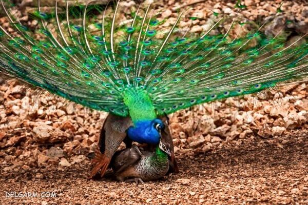 عکس و فیلم طرز جفت گیری طاووس