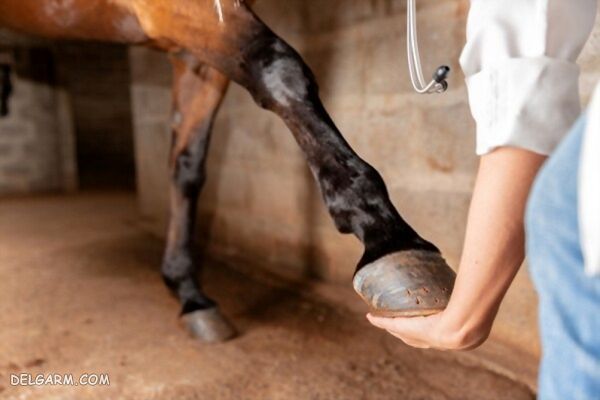 ازوتوریا در اسب، و اقدامات لازم برای درمان ازوتوریا در اسب، ازوتوریا در اسب چگونه درمان کنیم؟