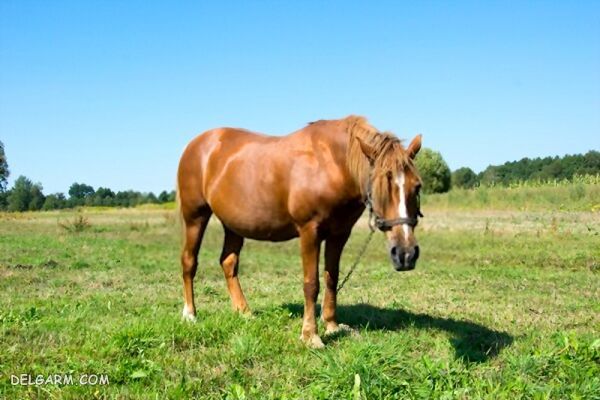 عکس کمر اسب ،از کجا بفهمم اسب  کمر درد دارد و چگونه می توان آن را درمان کرد 
