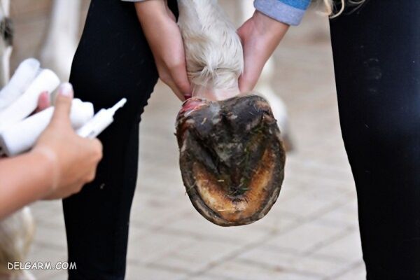 علت میخچه در اسب (Bumblefoot Horse)، درمان میخچه در اسب