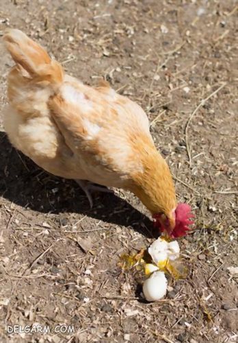 دلایل خوردن تخم در مرغ ها، چرا مرغ تخم خود را می خورد، چگونگی جلوگیری از تخم خواری مرغ