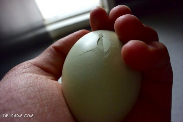 پیشگیری و شناسایی مرغ تخم خوار