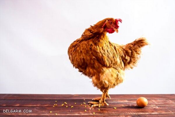 راههای جلوگیری و مقابله به عارضه تخم خواری مرغ در طیور، چرا مرغ ها تخم هایشان را می خورند؟