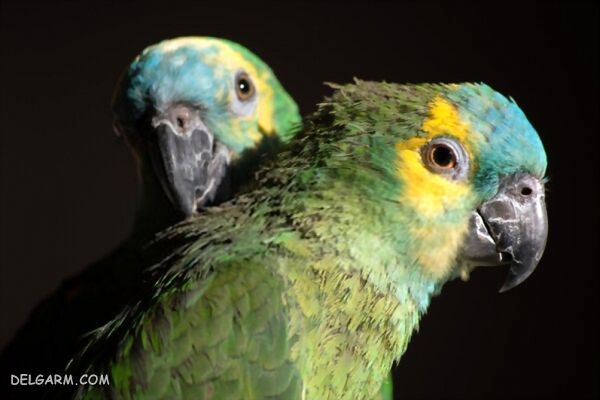 چگونه می توان تشخیص داد پرنده دچار کمبود ویتامین (آ) A است درمان بیماری ویتامین آ در پرنده