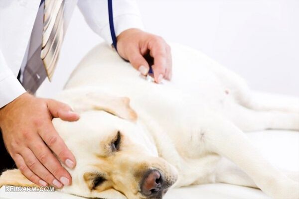 جلوگیری و درمان بیماری کوشینگ در سگ، Cushing's syndrome in dog