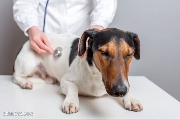 مراقبت های لازم برای کنترل بپیشرفت کوشینگ در سگ، Cushing's syndrome in dog