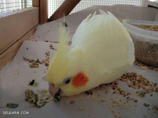 علائم تشخیص درمان فضله خواری در عروس هلندی (Cockatiel) طوطی سانان، راههای مبارزه با مدفوع خواری پرندگان، 