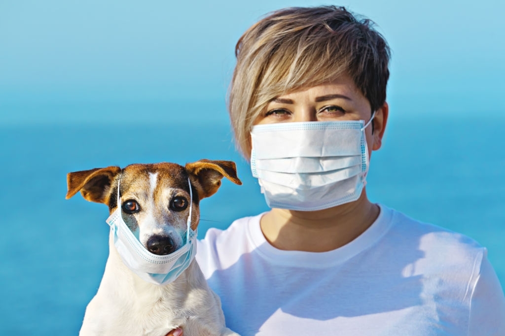 آلودگی یا پخش ویروس از طریق حیوانات همدم یا حیواناتی مانند سگ و گربه پرندگان خانگی آلوده وجود نداشته است. 