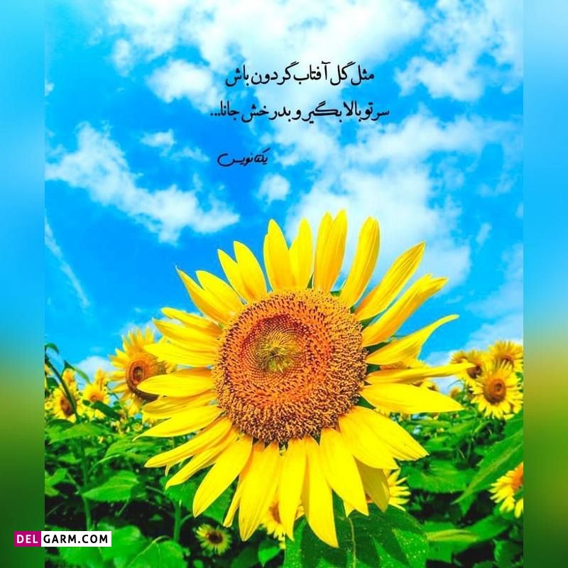 عکس نوشته برای پروفایل واتساپ