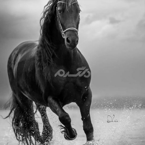 مدل نقاشی سیاه قلم زیبا 1401 