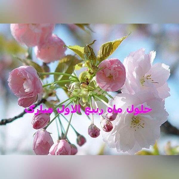 پروفایل ربیع الاول 1401