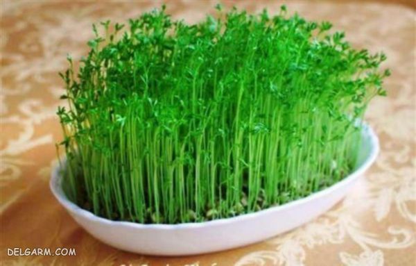 تزیین سبزه عید نوروز