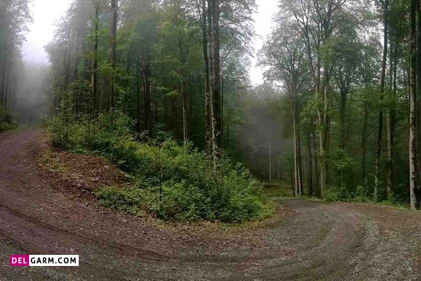 جنگل سه هزار تنکابن کجاست