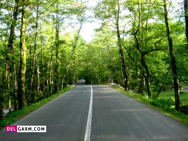 جنگل سه هزار تنکابن در مازندران