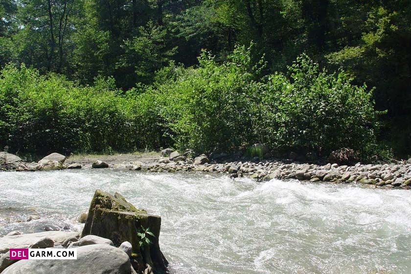 جنگل سه هزار و دوهزار تنکابن