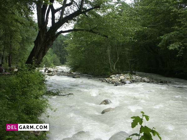 جنگل سه هزار تنکابن