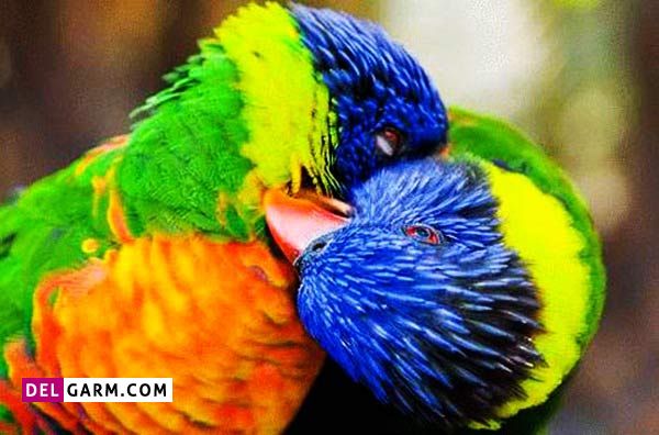روش دستی کردن مرغ عشق / آموزش حرف زدن به مرغ عشق