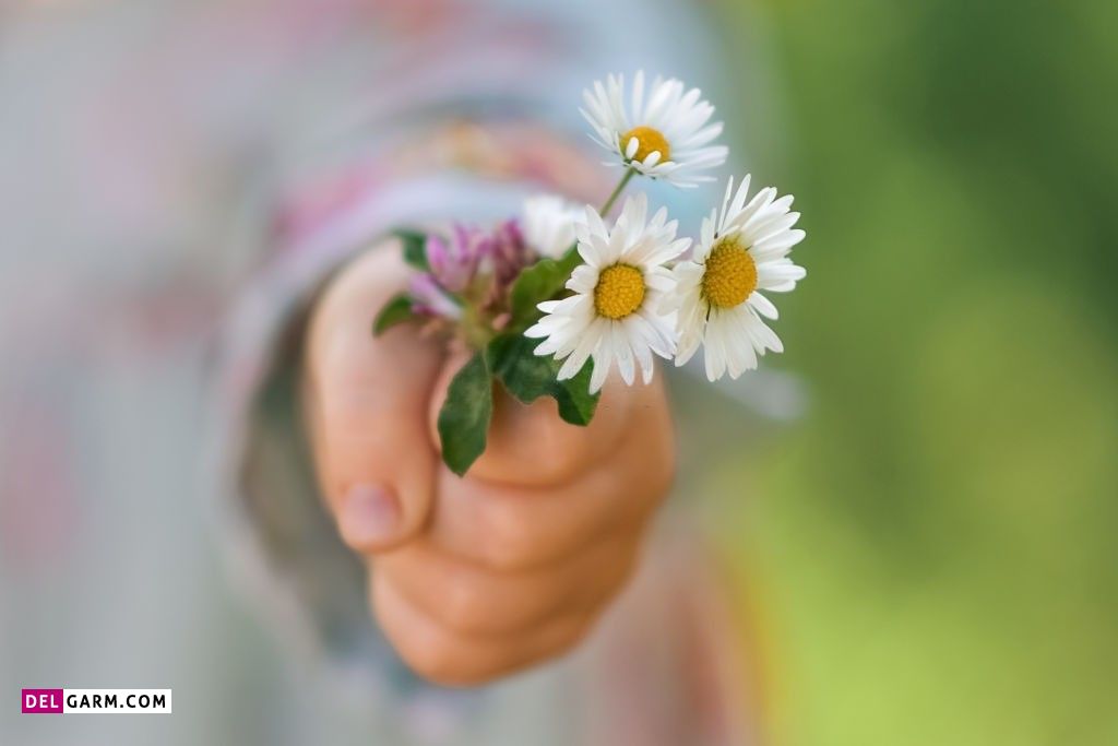 عکس گل برای پروفایل واتساپ