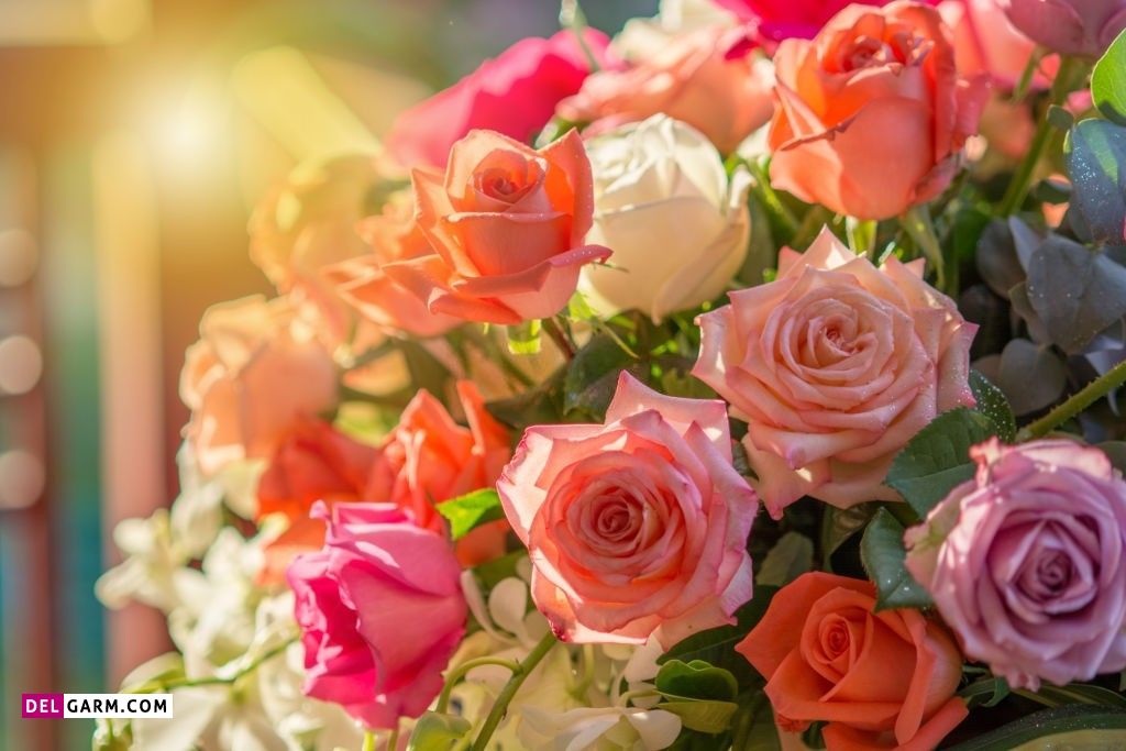 عکس گل برای پروفایل واتساپ