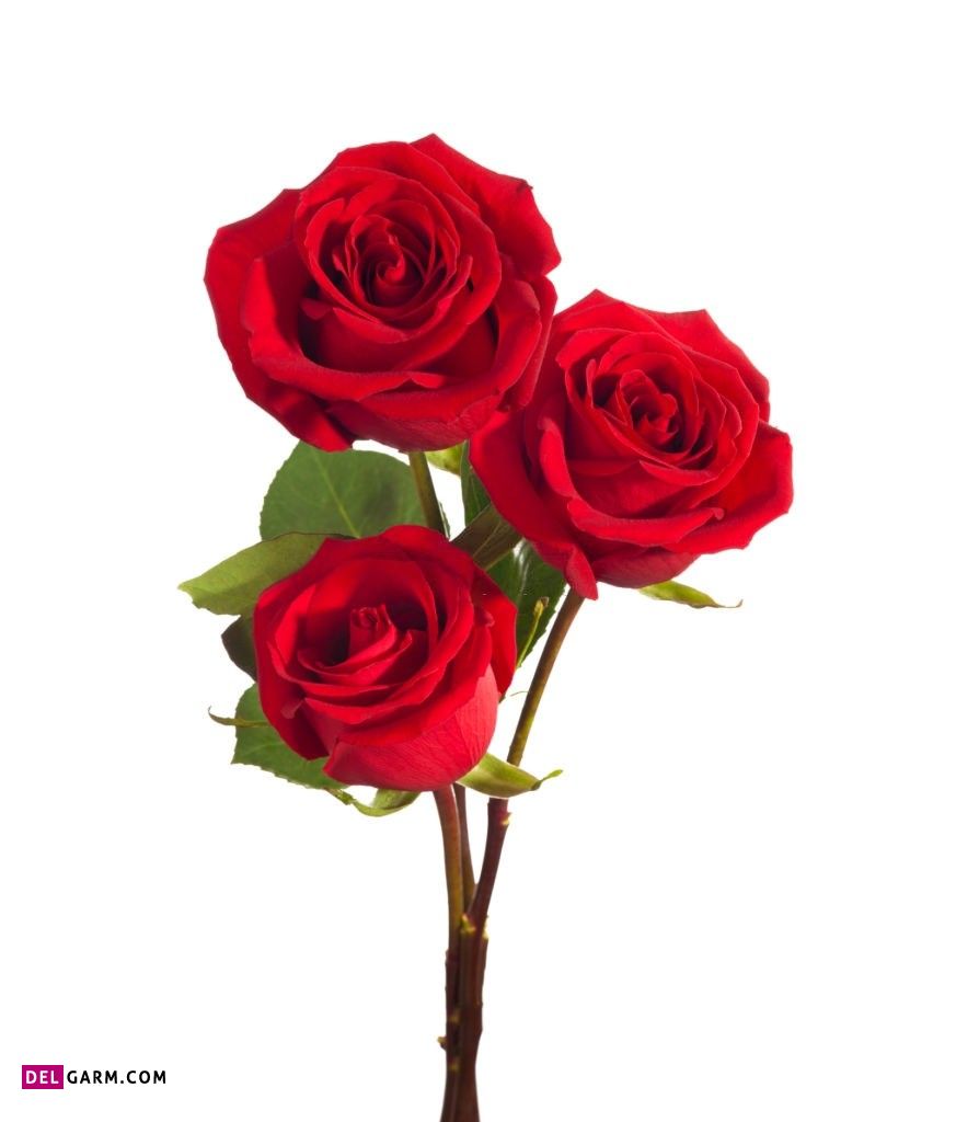 عکس گل برای پروفایل واتساپ