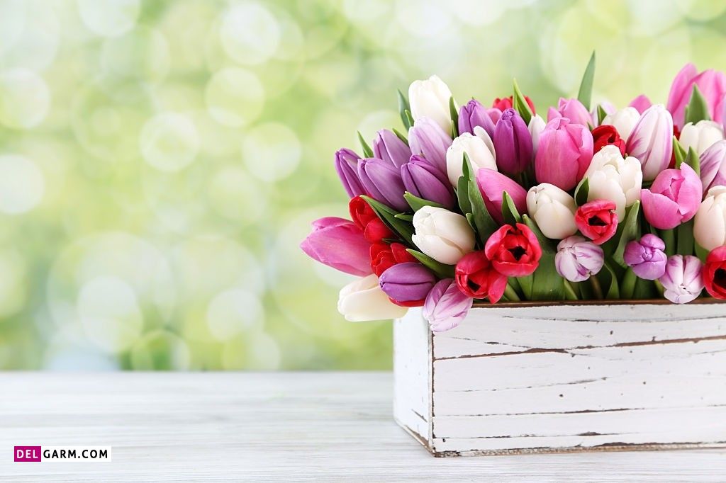 عکس گل برای پروفایل واتساپ