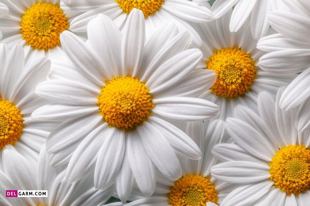 عکس گل برای پروفایل واتساپ