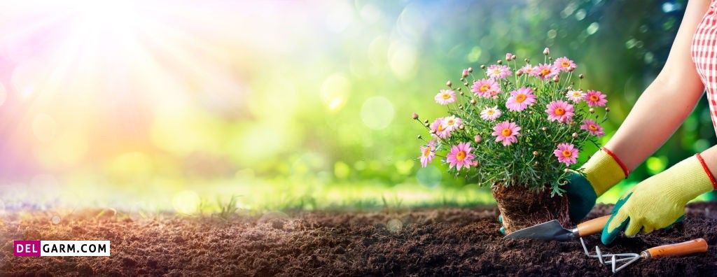 عکس گل برای پروفایل واتساپ