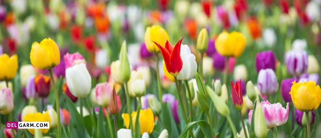 عکس گل برای پروفایل واتساپ