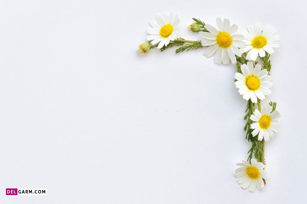 عکس گل برای پروفایل واتساپ