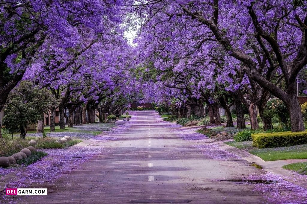 عکس گل برای پروفایل واتساپ