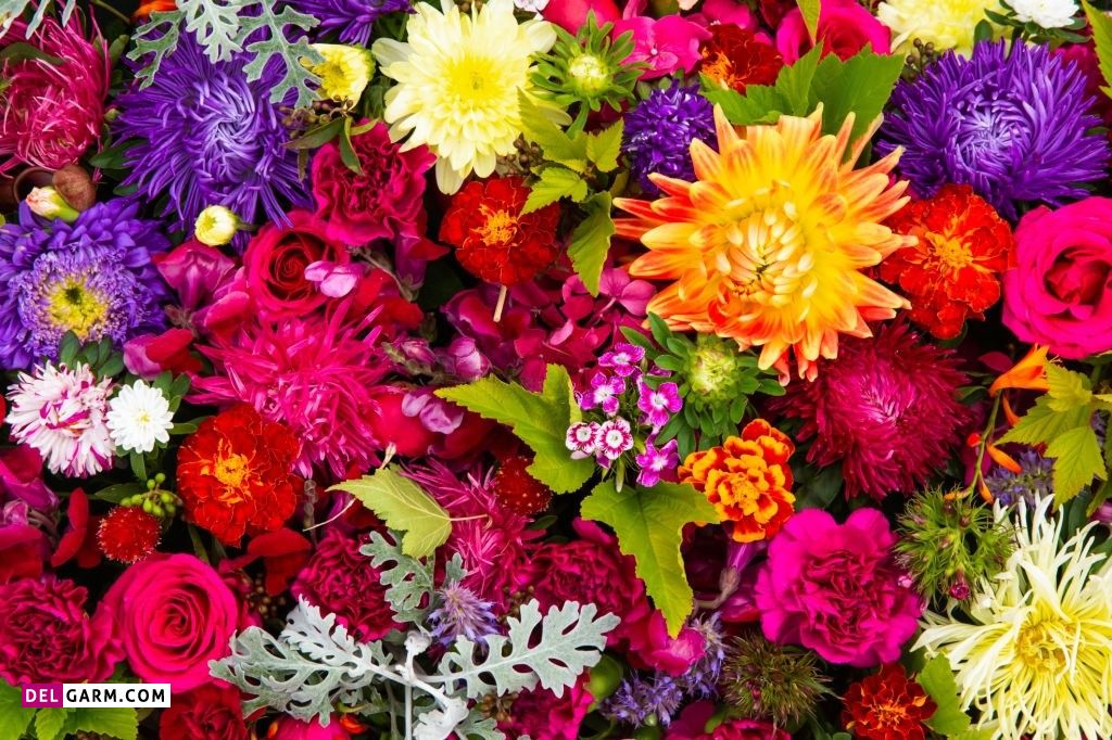 عکس گل برای پروفایل واتساپ