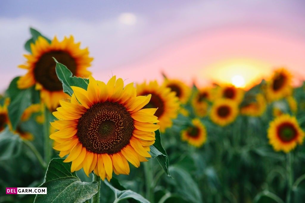 عکس گل برای پروفایل واتساپ